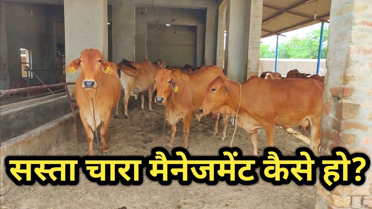 पशुओं का हरा व सूखा चारा मैनेजमेंट कैसे करें|green+Dry Fodder Mangement for cattle