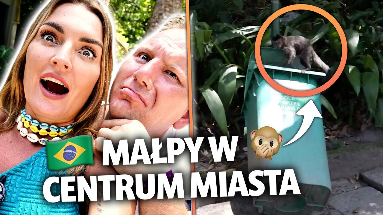 Rio de Janeiro - małpy w centrum miasta! | Magda Malaczyńska