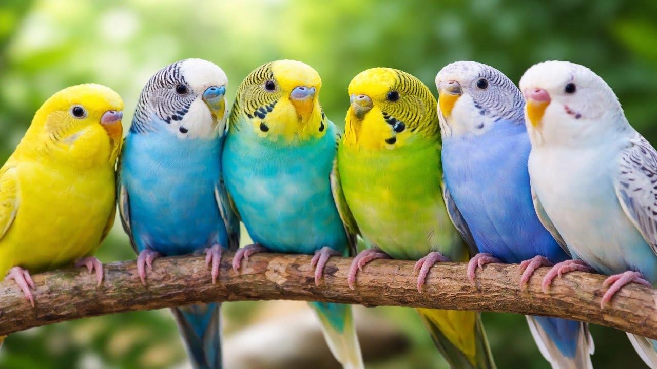 🔴 24/7 LIVE Budgie Sounds for Lonely Birds 🐦 Calm & Happy Parrots