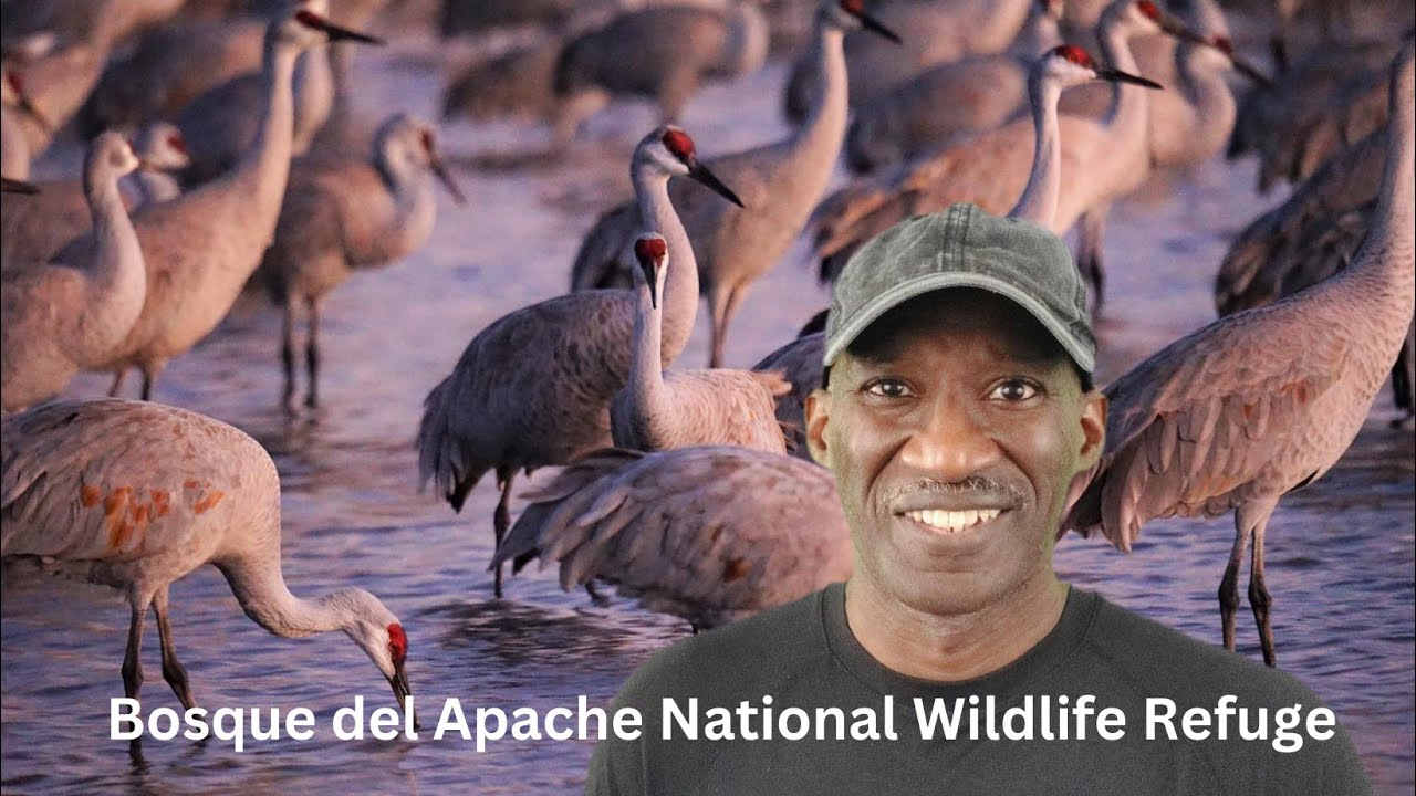 Bosque Del Apache National Wildlife Refuge
