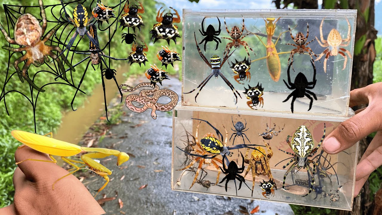 Hunting top Gagamba In Along The River !! Golden Orb Spider,Weaver Spider, chameleon, Snake