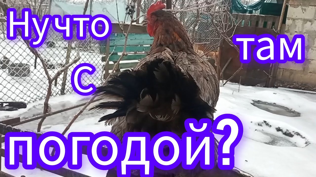 То снег, то дождь, то день чудесный! Куры летают. Леся зазывает. Ставка на рыжего