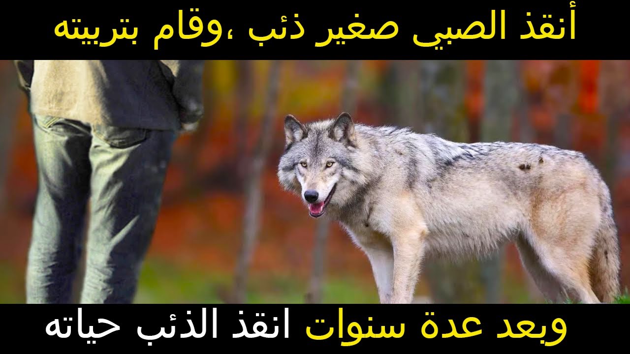 أنقذ الصبي صغير ذئب وقام بتربيته وبعد عدة سنوات رد له الجميل