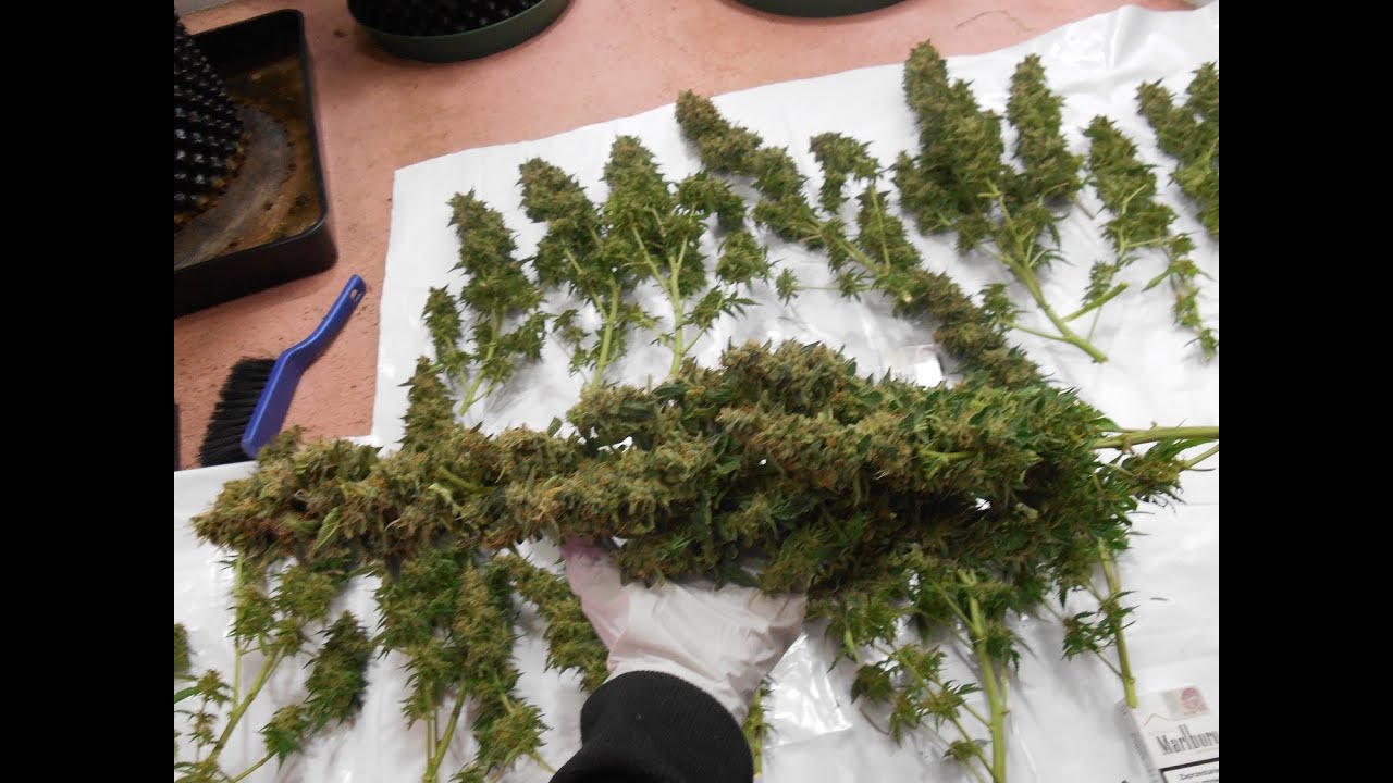 led grow lights| Dutch Passion AUTOMAZAR 407g dry from 1 plant with super Helios 6