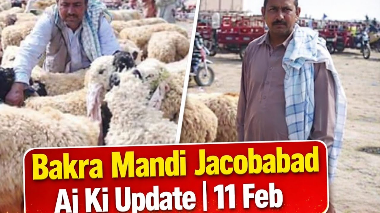 |Bakra Mandi Jacobabad Aj Ki Update | 11 Feb Tuesday | Vlog 184 | Bakra Mandi Jacobabad|