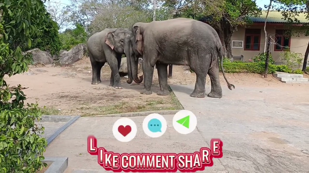 මේවා තමයි සංදර්ශන මෙයාලත් එකතු උනාම හොඳ හොඳ වැඩ කරනවා 