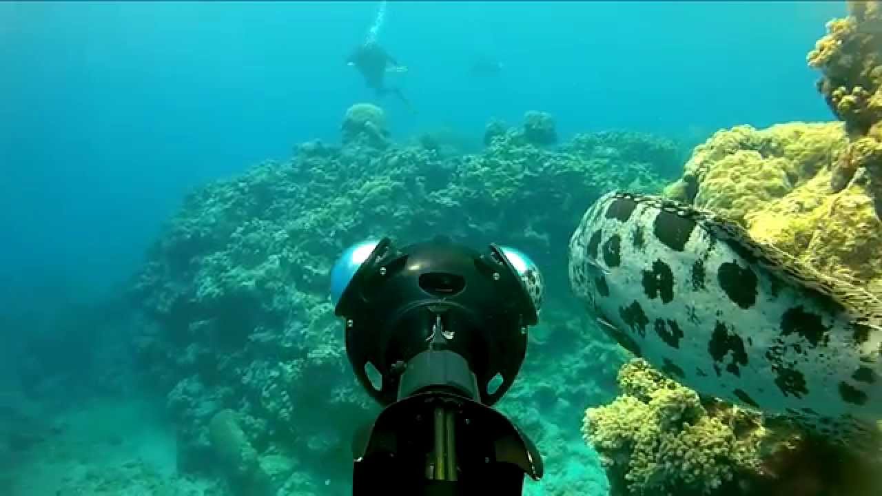 Revealing World Heritage Marine Sites on World Oceans Day