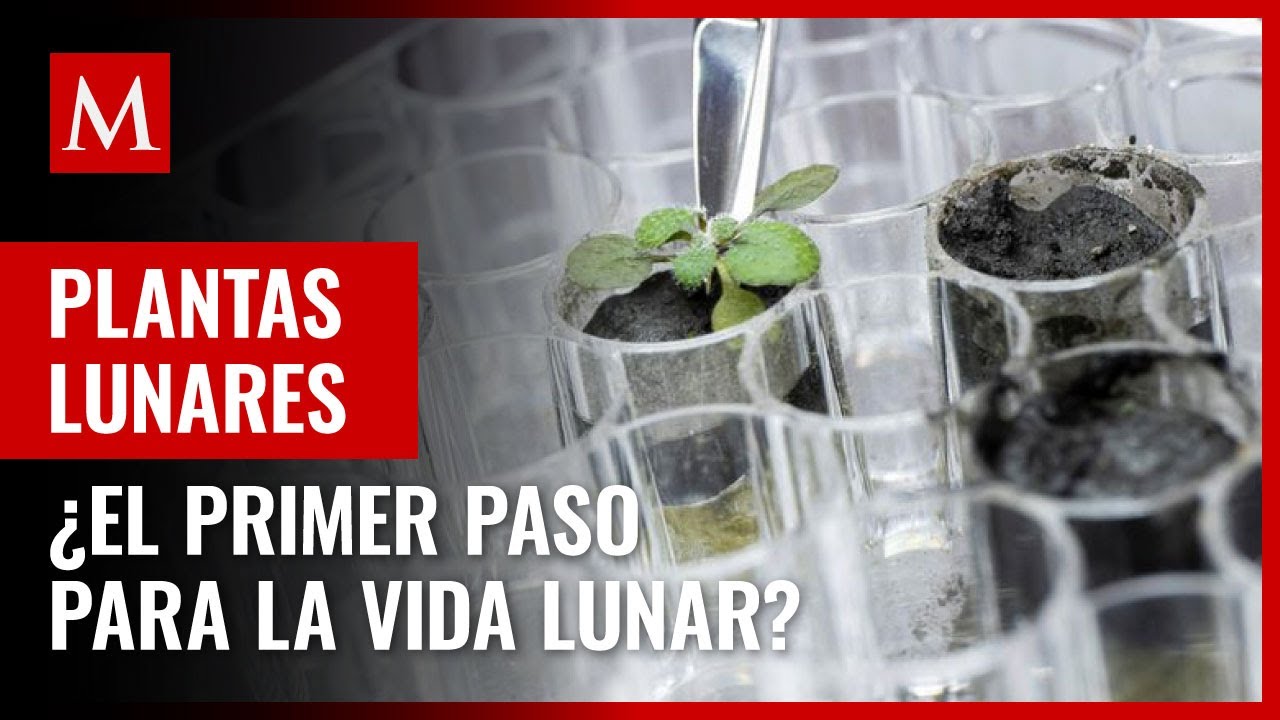 &iexcl;Incre&iacute;ble! Cient&iacute;ficos logran cultivar plantas en suelo lunar