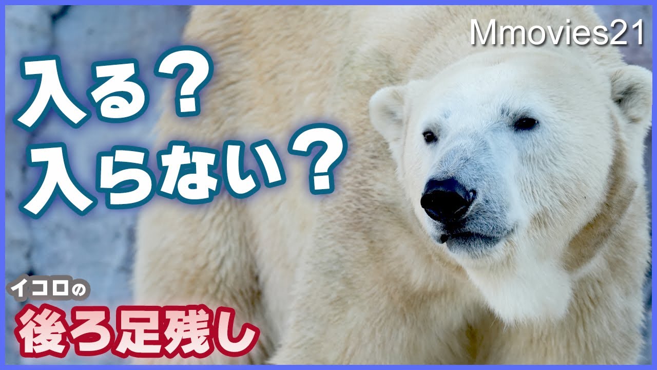 ホッキョクグマ「イコロ」閉園までの過ごし方「デア」が展示再開された2024年12月19日