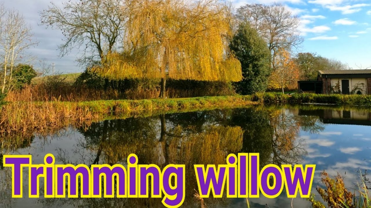 Trimming a Weeping Willow
