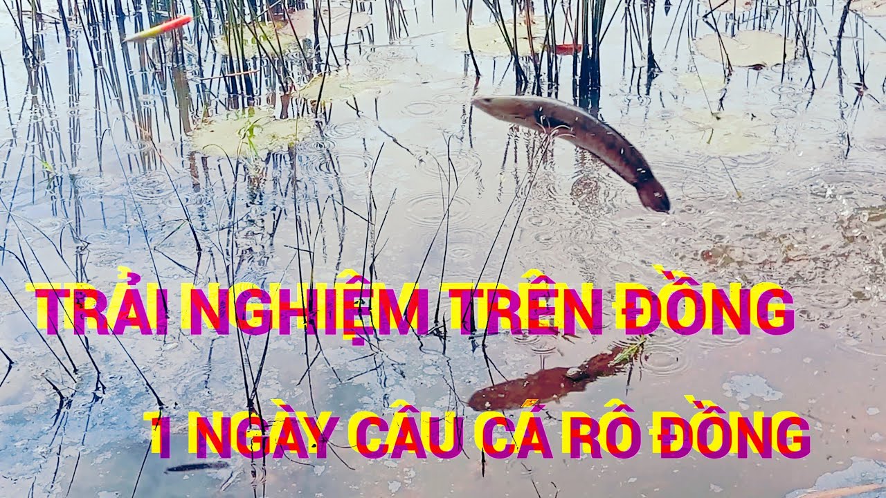 Trải nghiệm câu cá rô đồng mùa nước cá kho chái giát cá lóc nướng