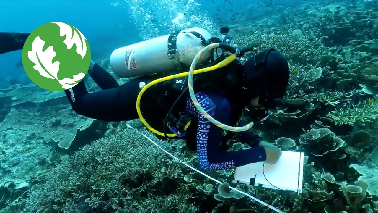Una historia de esperanza para la protección y restauración de los arrecifes de coral