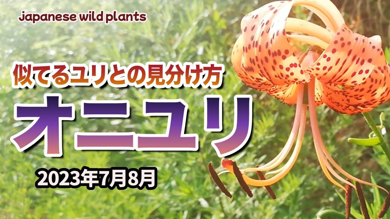植物紹介No.142【オニユリ】食べられる？