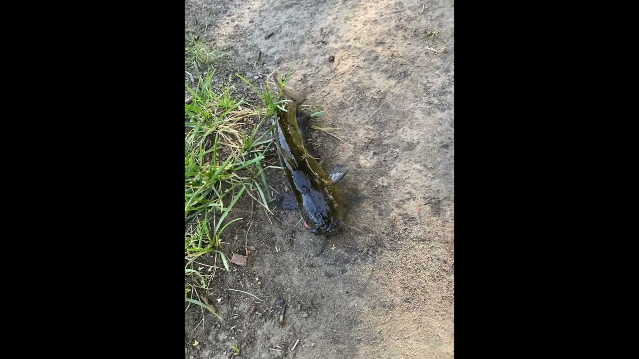 #som#fishing #russia #сомик#малек#детеныш#рыбалка#