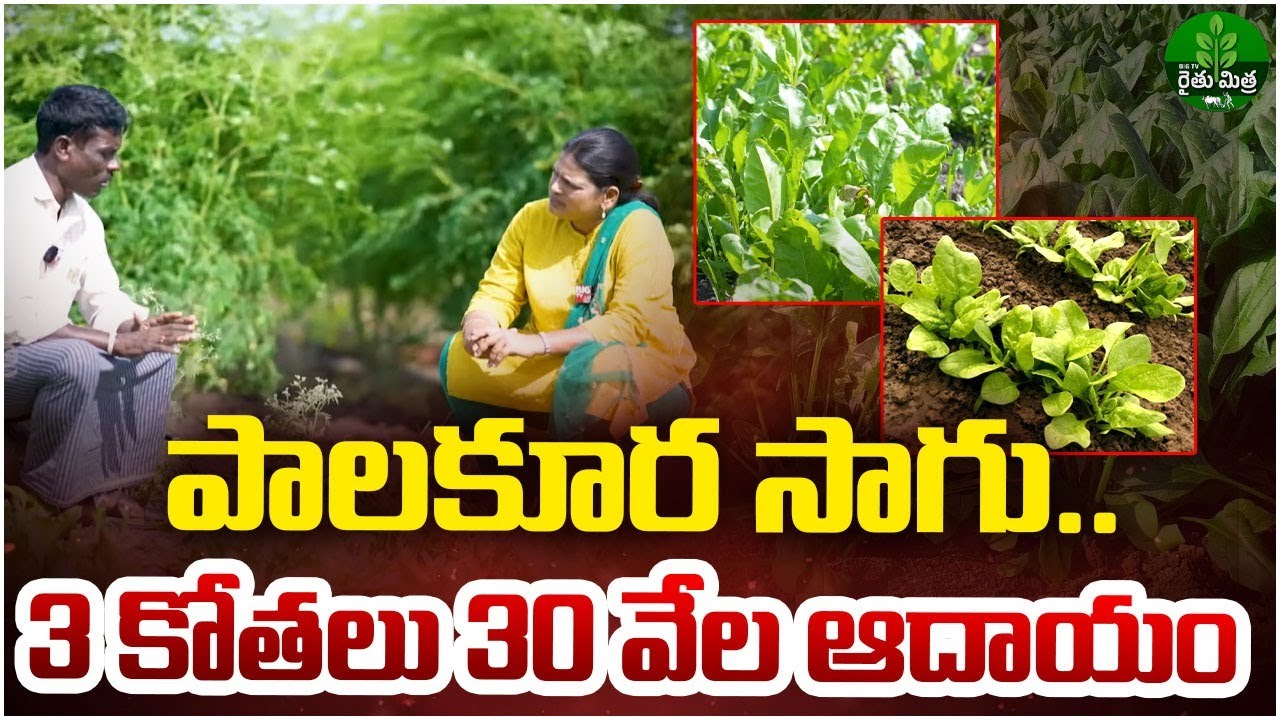 పాలకూర సాగు | Spinach Cultivation In Telugu | Palakura Sagu | Leafy Vegetables | BIGTV Rythu Mithra