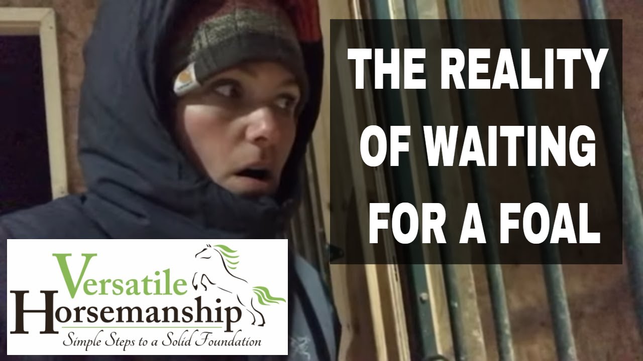 The Reality Of Waiting For A Mare To Foal // Versatile Horsemanship
