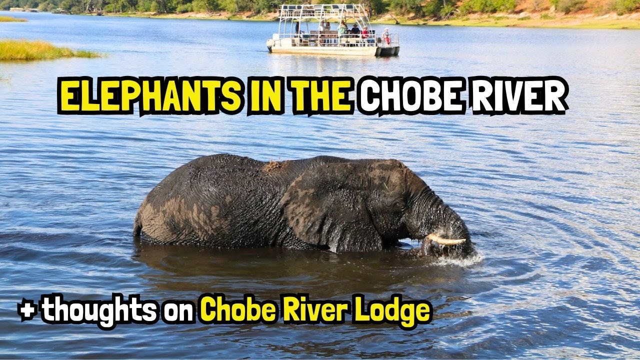 Can Elephants Swim? + How GOOD is Chobe Safari Lodge? Ep14 #botswana #boattrip #safari #kasane