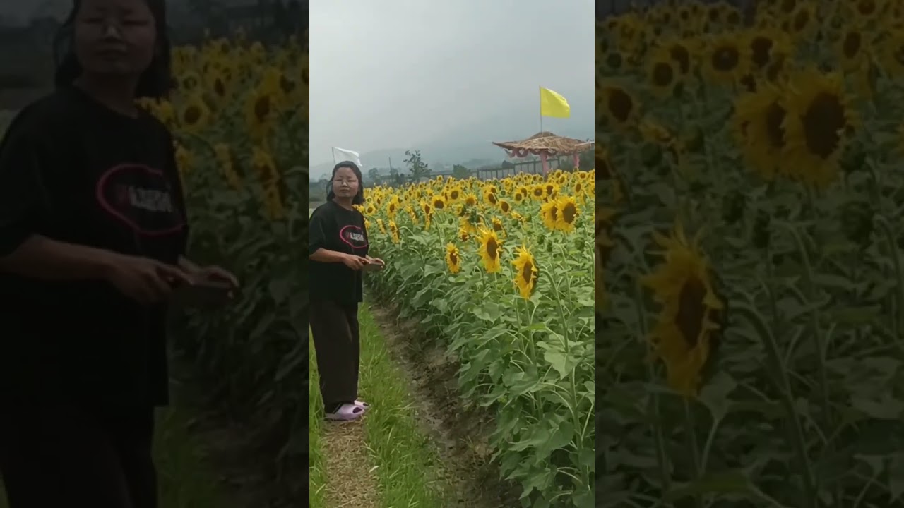 visiting sunflower farm