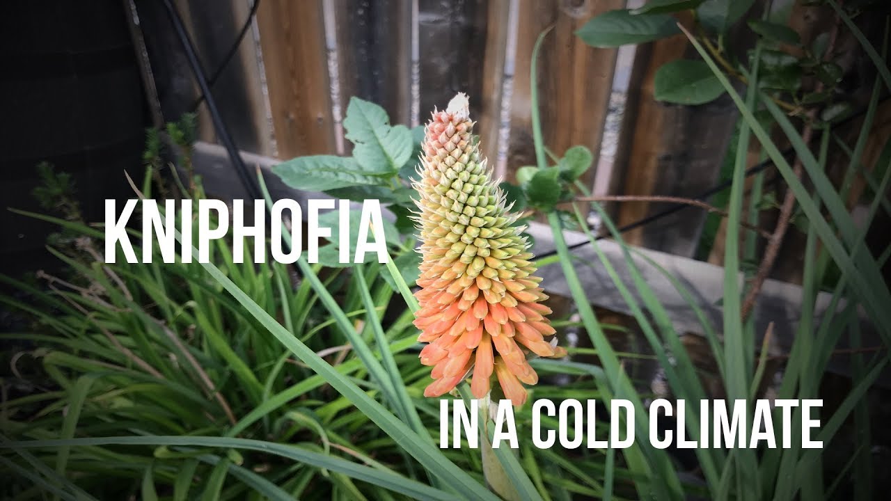 Kniphofia Growing and Overwintering