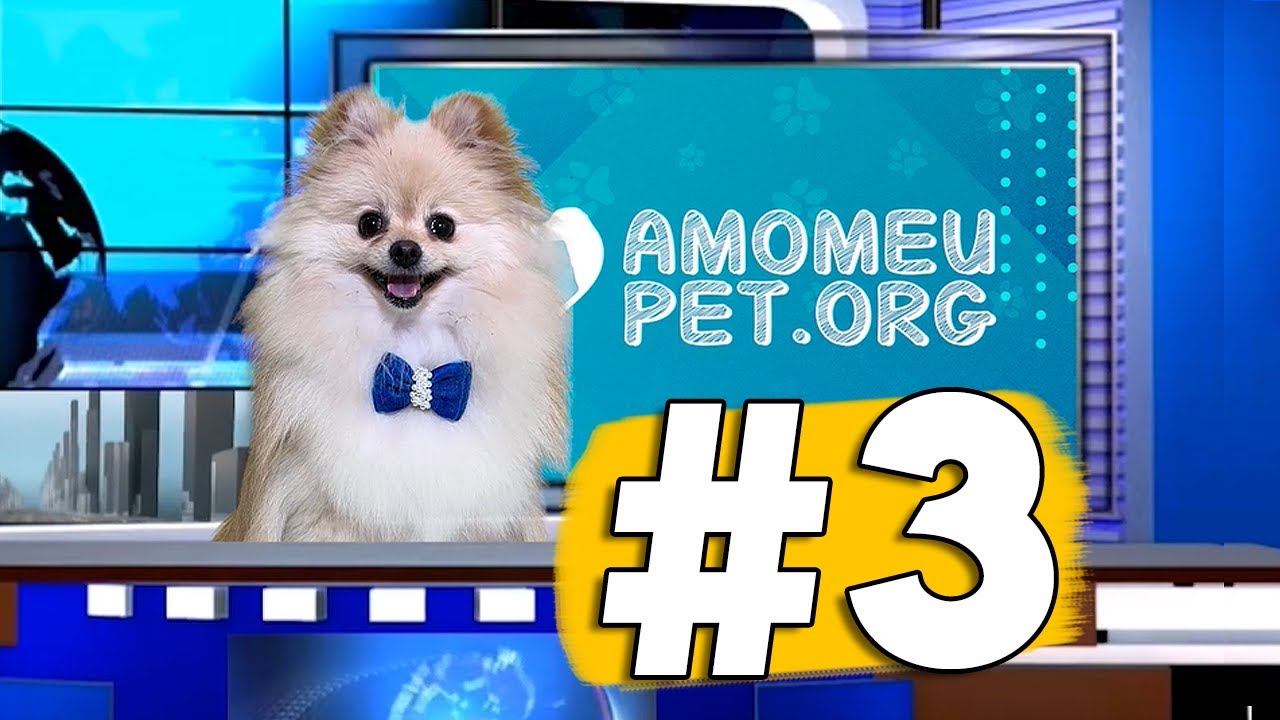 Caramelo ladrão de bolo, gato mecânico e mais no Jornalzinho Amo Meu Pet | com Pépe Bonner