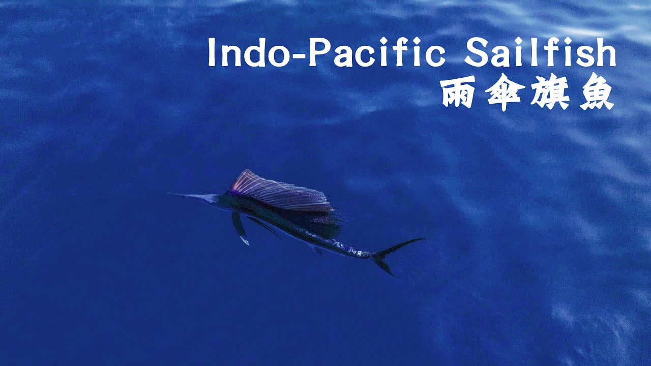 〈旗遇：雨傘旗魚〉Indo-Pacific Sailfish #芭蕉旗魚 #破雨傘 #平鰭旗魚