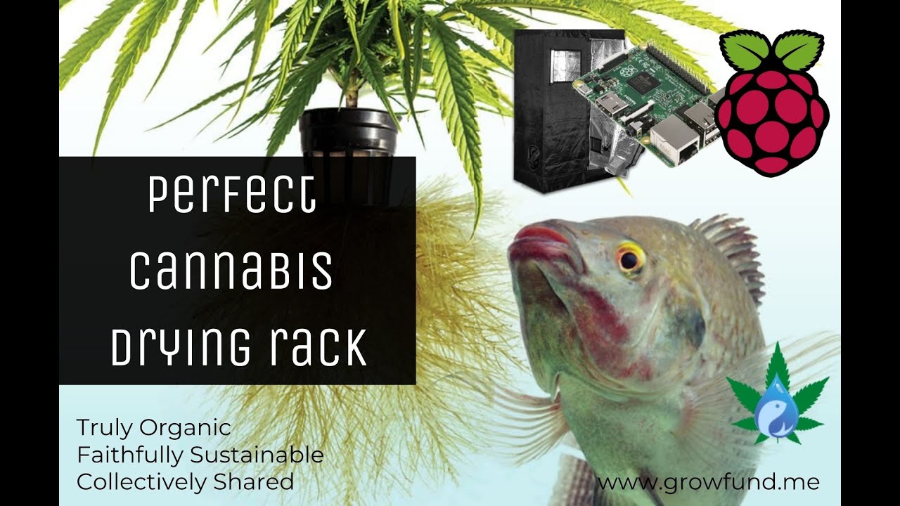 The Perfect Cannabis Drying Rack - Aquaponic Marijuana
