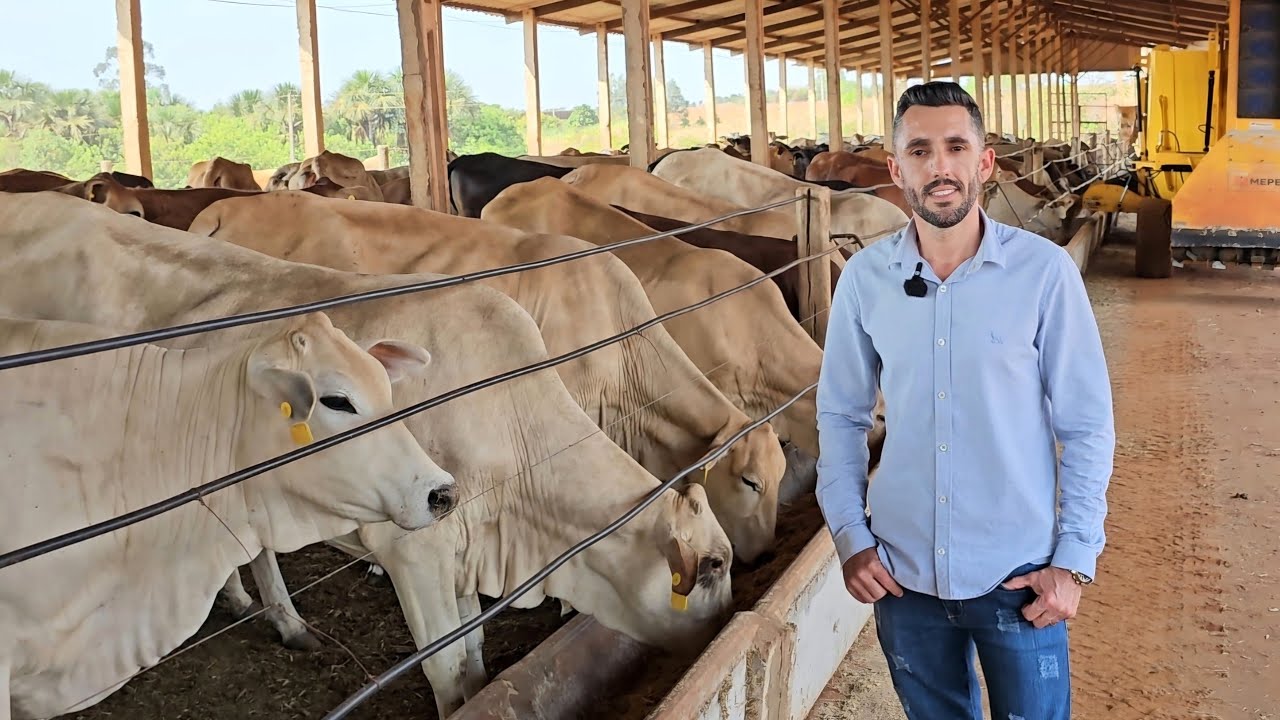 ELE TEM MUITO RESULTADO COM NOVILHAS DE CRUZAMENTO INDUSTRIAL