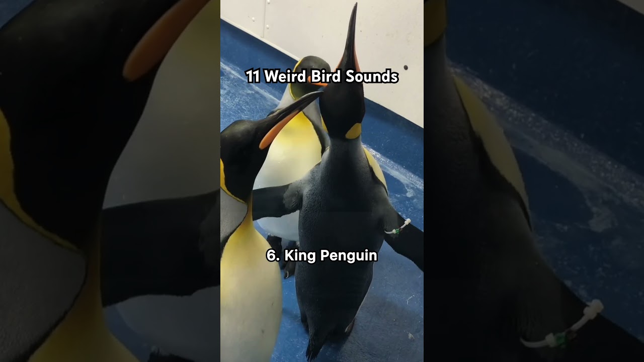 11 weird bird sounds