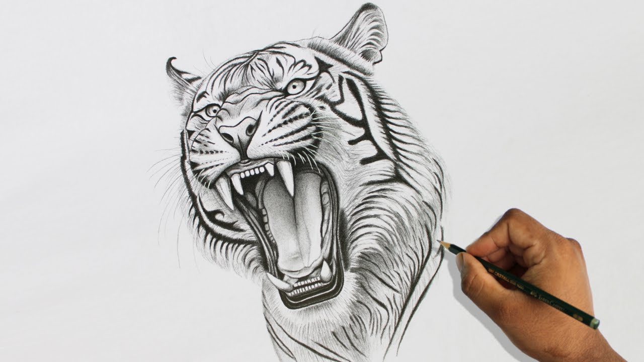 Wildlife Art – Tiger Portrait Graphite Pencil Drawing