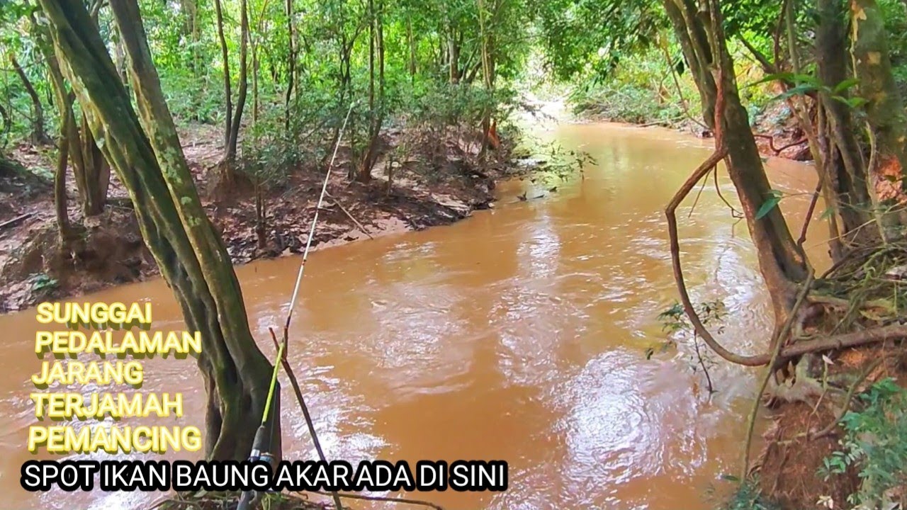 BARU PERTAMA KALI BUKA SPOT BARU MANCING BAUNG AKAR