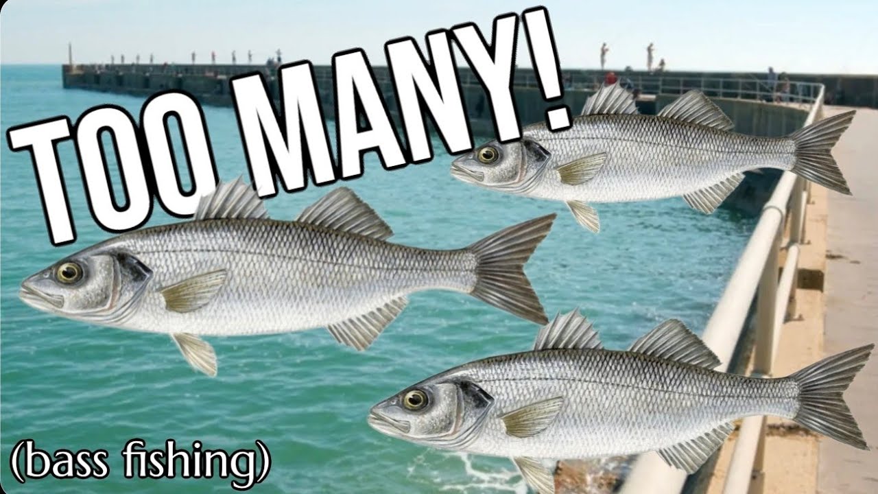 Bass Fishing At Shoreham Arm                    (Too Many Bass!)