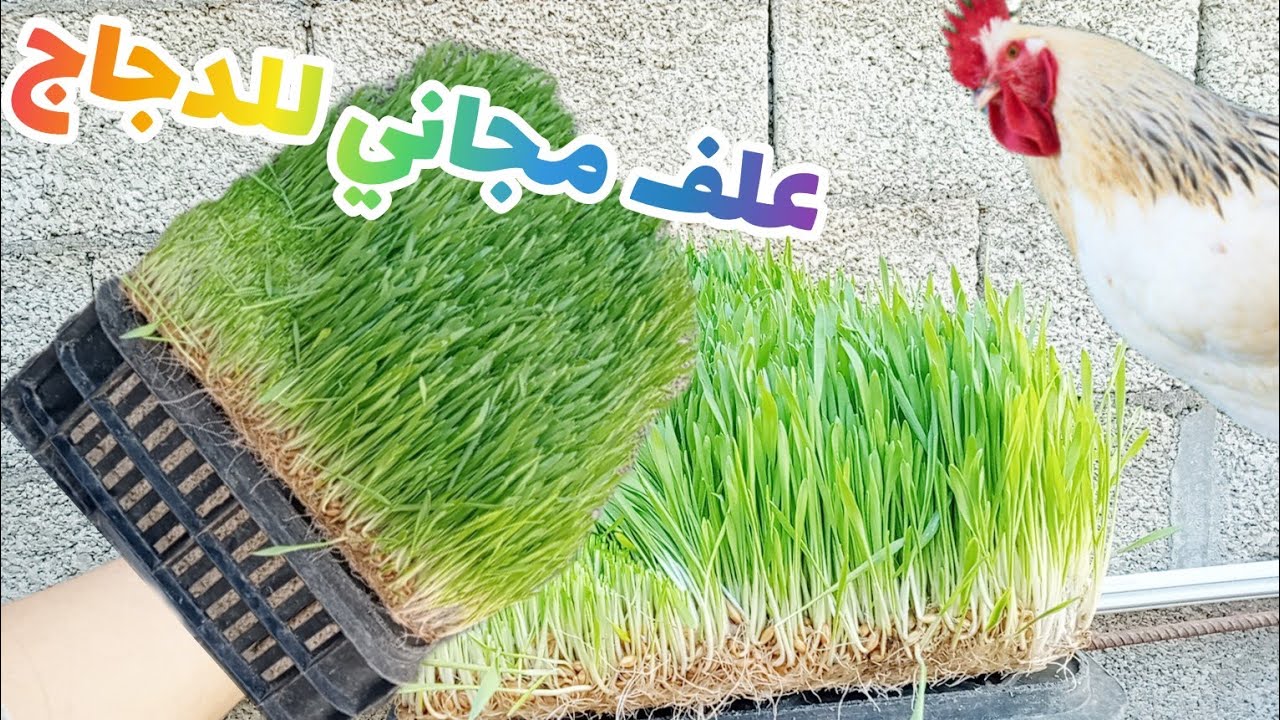 زراعة الشعير بدون تربة كيف نزرع الشعير بدون تربة كيف نربي الدجاج #دجاج_زينه