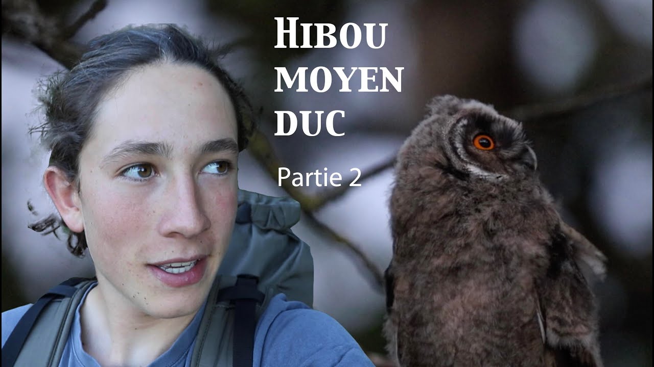 Un printemps avec les Hiboux Moyens ducs