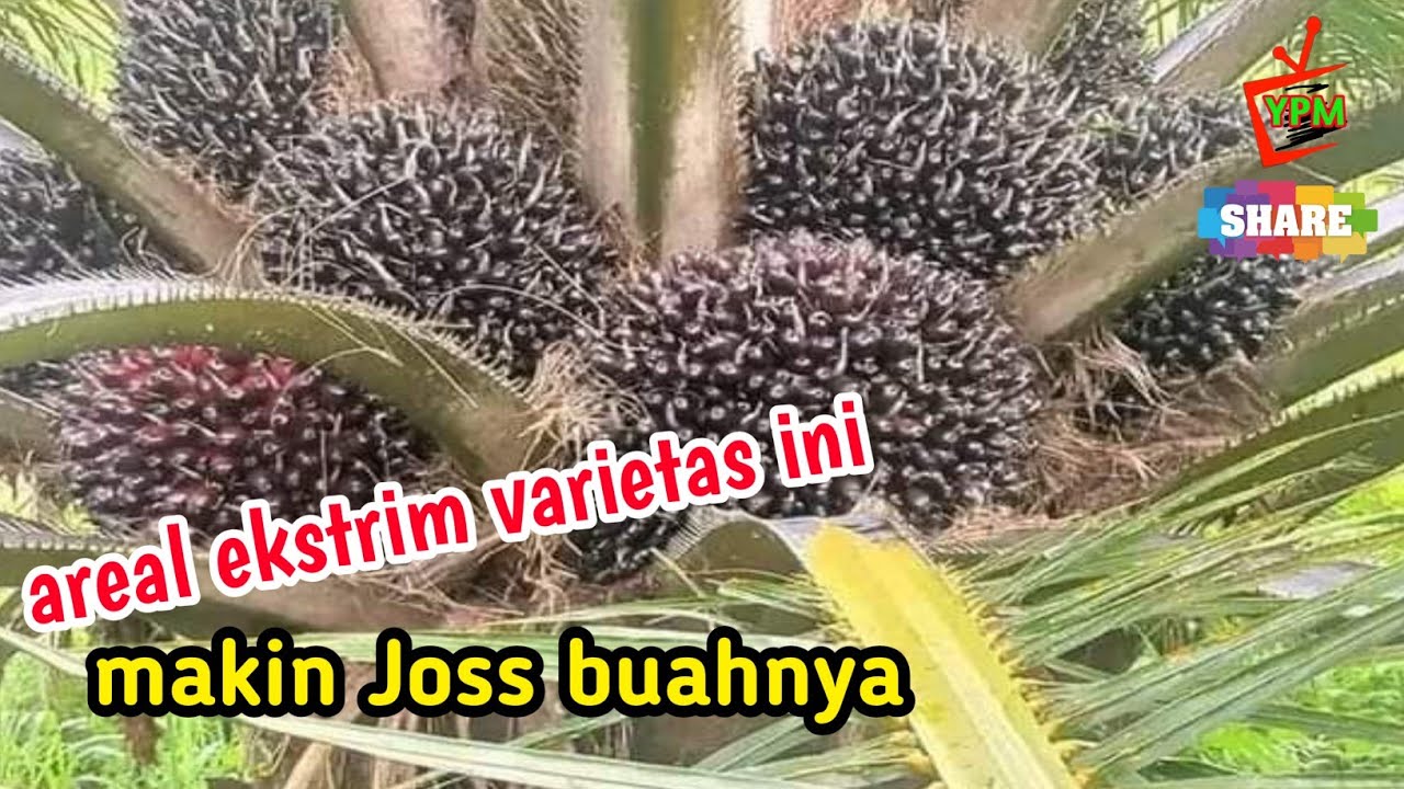 kelapa sawit unggul varietas 718 buahnya mantap