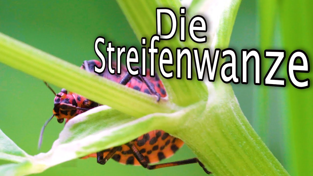 Das versteckte Leben der Streifenwanze 🌼🐞Die kleine Tierdoku