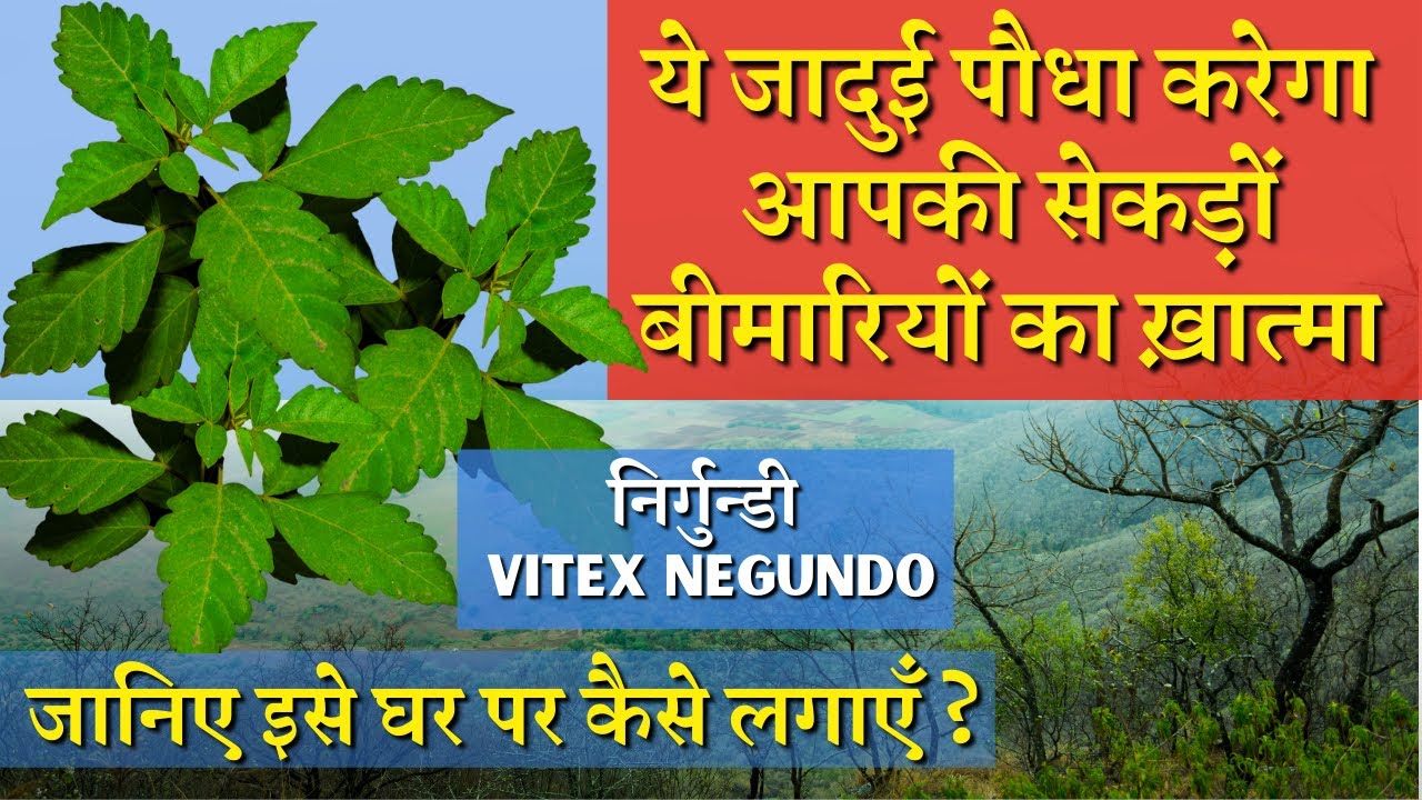 ये जादुई पौधा करेगा आपकी सेकड़ों बीमारियों का ख़ात्मा || Benefits of Nirgundi / Vitex Negundo Plant