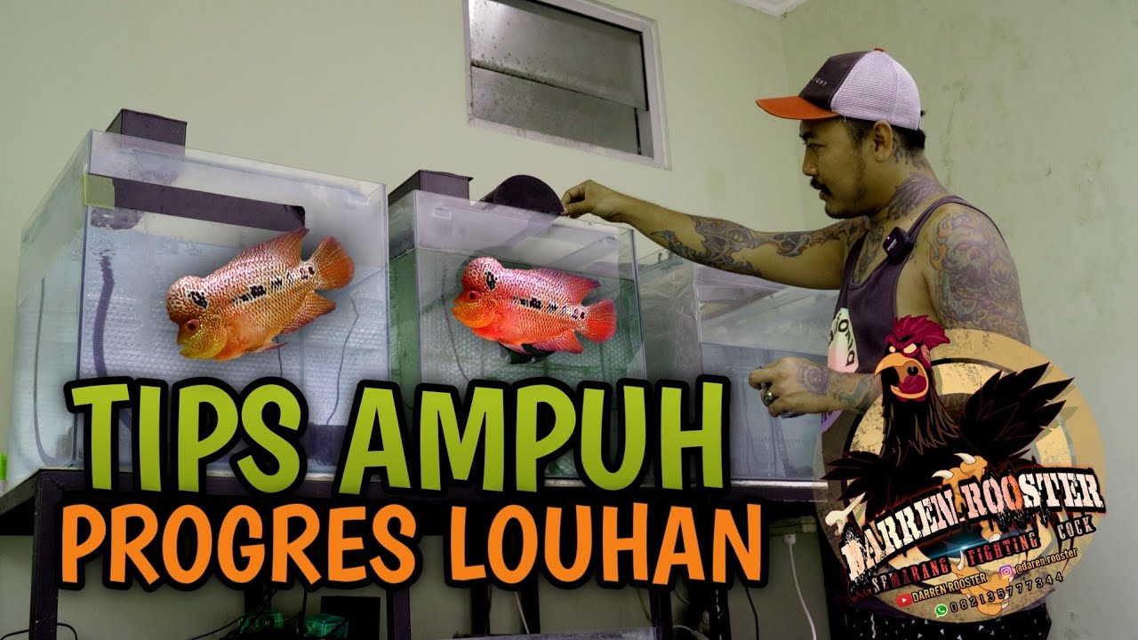 CARA PROGRES IKAN LOUHAN | PEMULA WAJIB TAU.