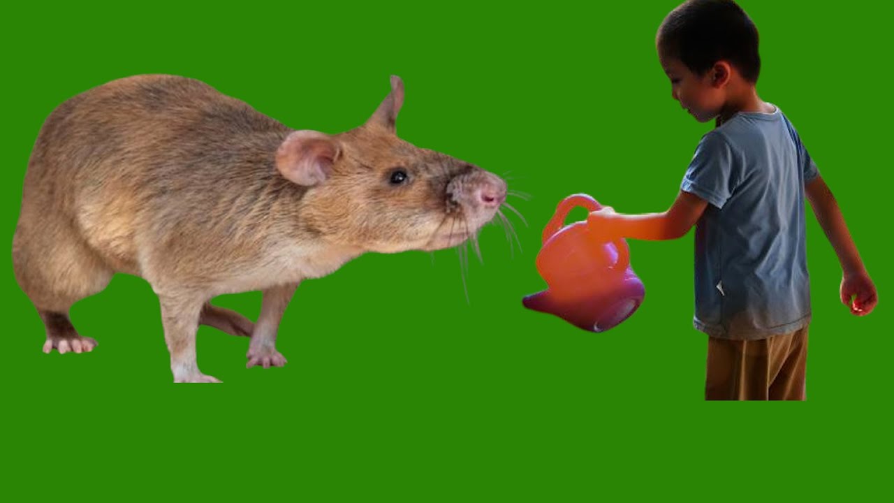 Sheekada wiilkiii Berrta Jeclaa.