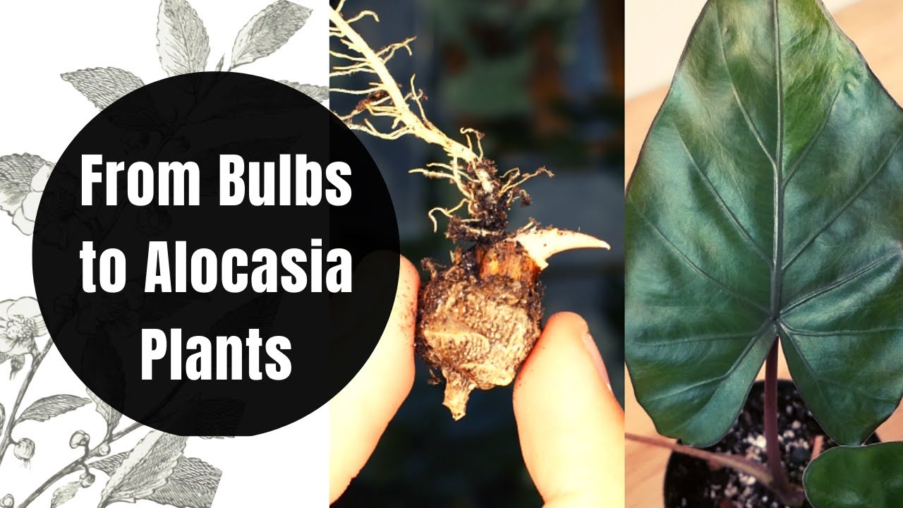 How to Propagate and GROW Alocasia Plants from CORMS (BULBS) | Repot with me | Plant Update