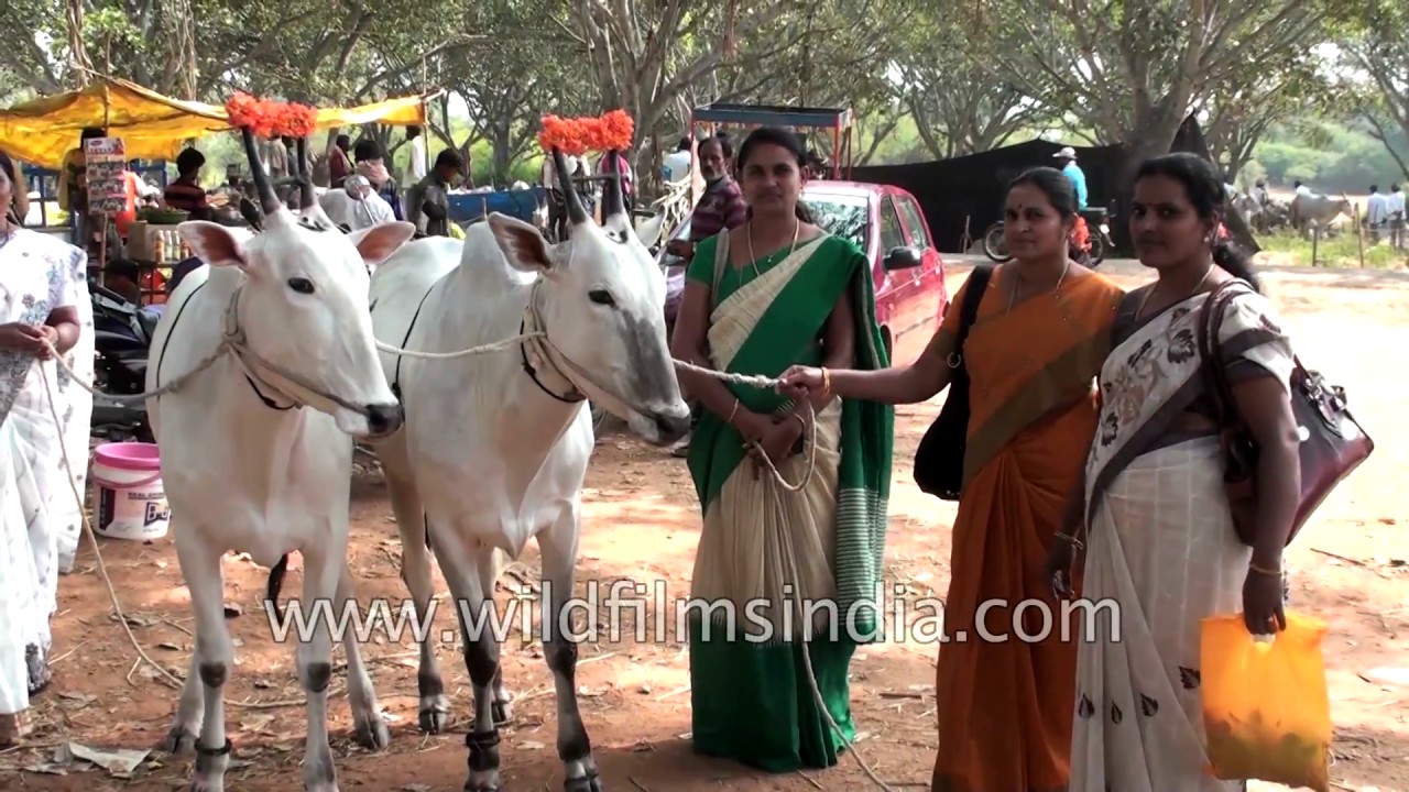 Mahima Ranga cattle fair in Bengaluru, India