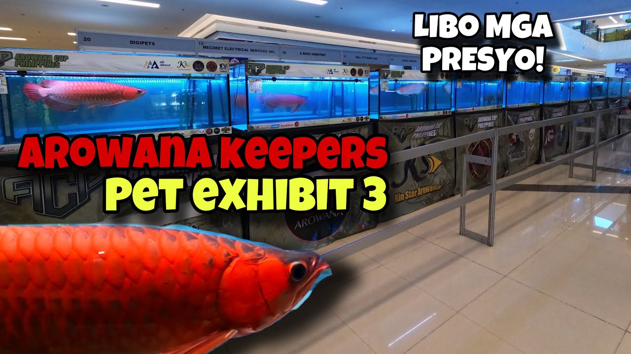AKPX 3 ‼️AROWANA CUP PHILIPPINES!! and PET EXHIBITS‼️😱😱😱