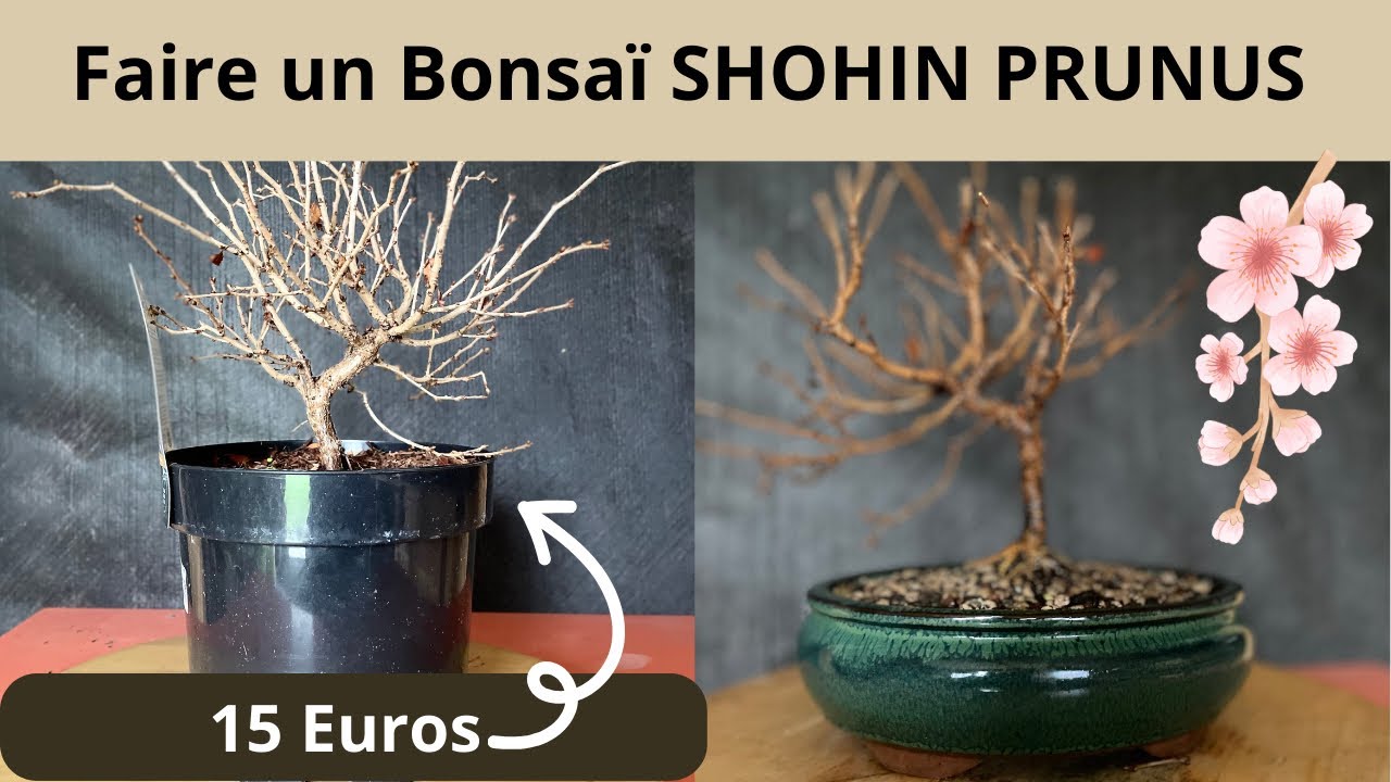 FAIRE Un BONSAÏ SHOHIN POUR 15 Euros