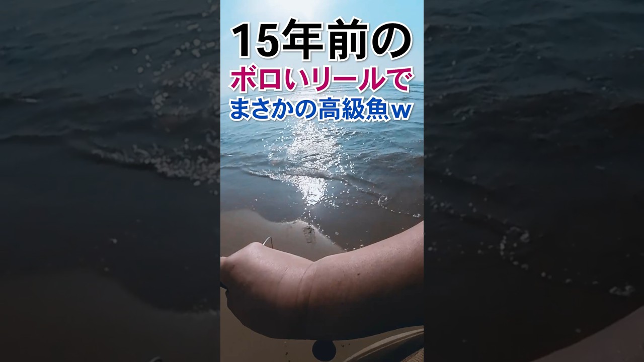 古いリールで釣りした結果…まさかの高級魚が！ドラグ音が止まらない