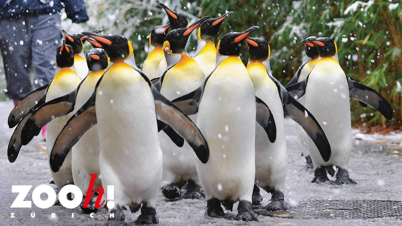 Zoo Zürich: Pinguinparade