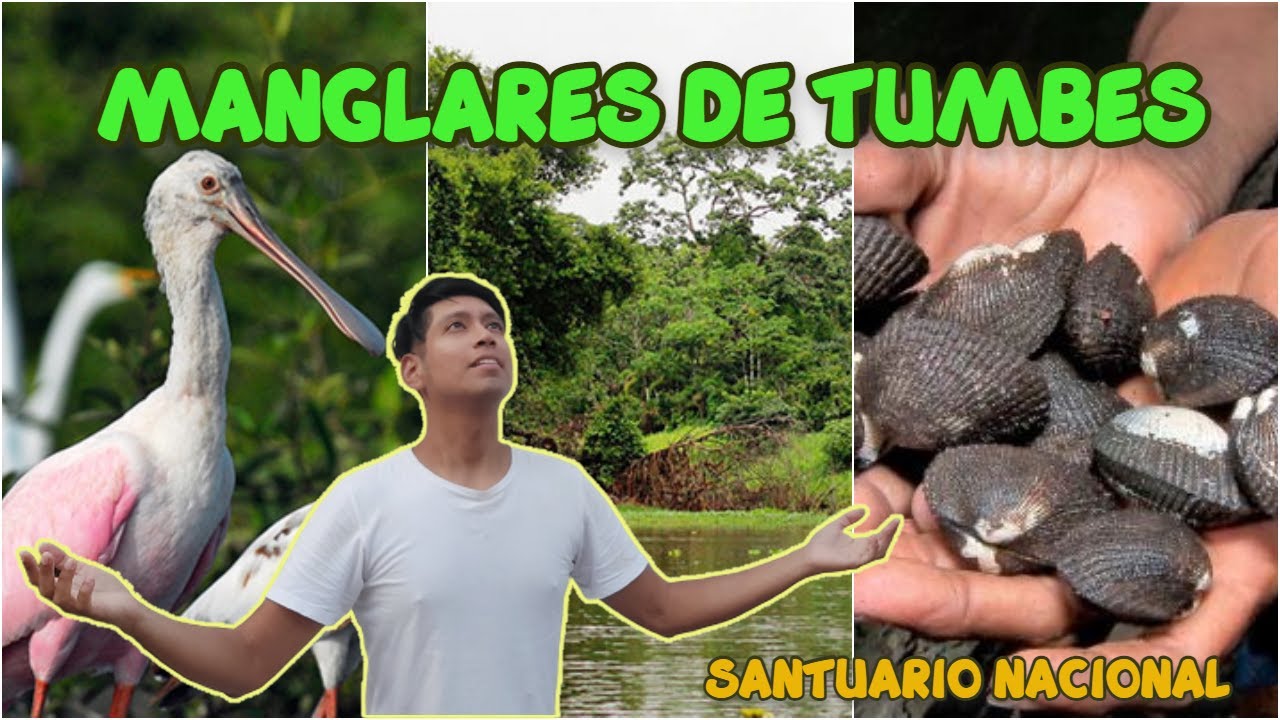 MANGLARES DE TUMBES 🌱 Cuna de las Conchas Negras