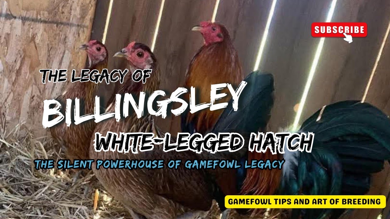 Billingsley White-Legged Hatch: The Silent Powerhouse of Gamefowl Legacy