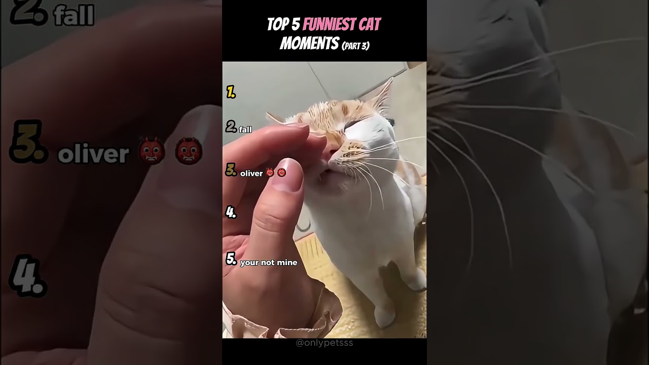 Ranking Random Cat Moments That Make NO Sense 🤯😂
