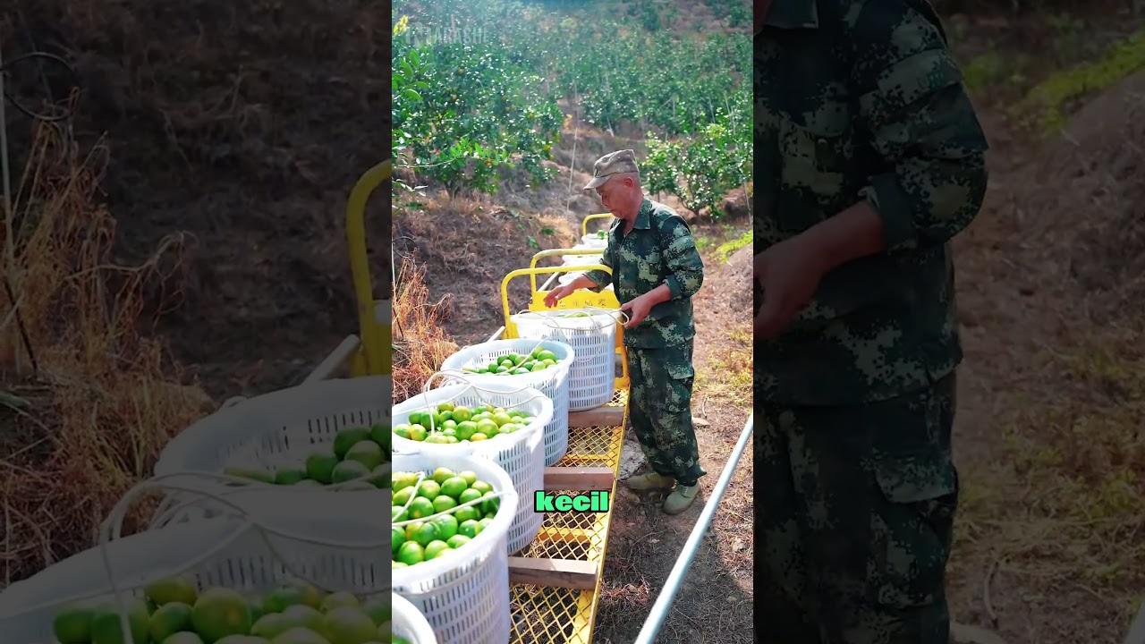 Cara Petani Pegunungan Cina Mengangkut Hasil Panen 😮