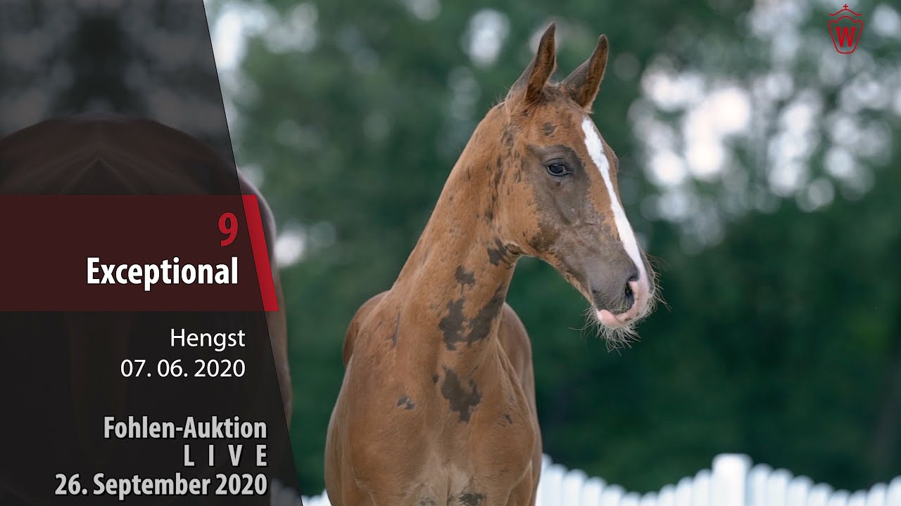 Fohlen-Auktion LIVE 26. September 2020 Lot 9  Exceptional Hengst v. Escamillo - Vitalis