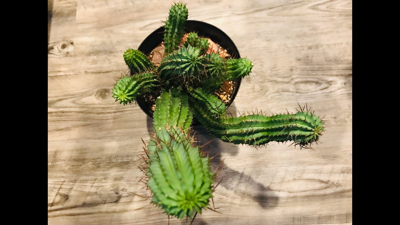 Euphorbia repotting, watering this winter, update on euphorbia cuttings and collection
